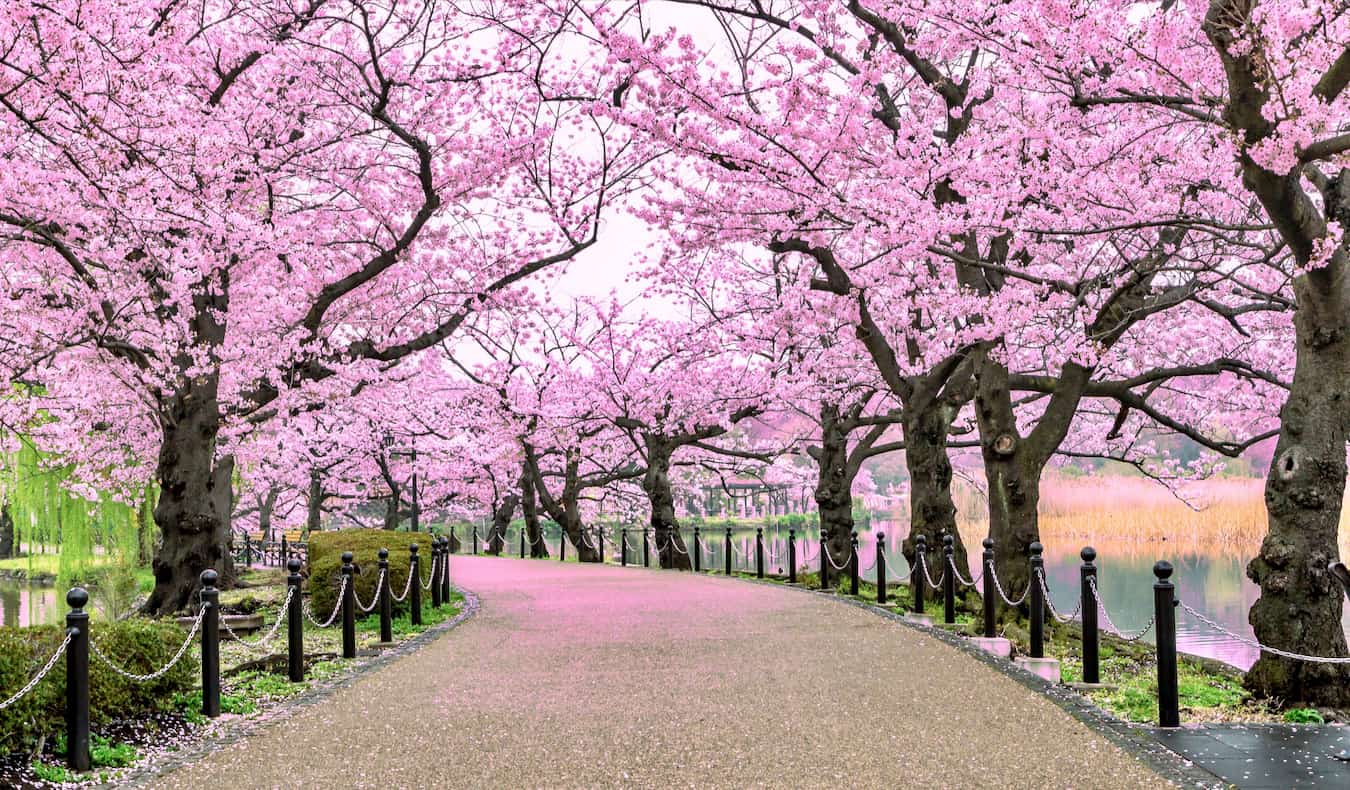 A narrow path lined by beautiful cherry blossoms in Japan