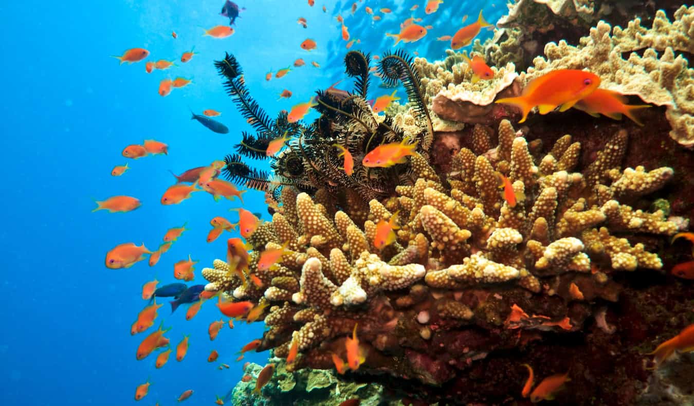 The famous Great Barrier Reef in Australia, with numerous fish and bright coral everywhere